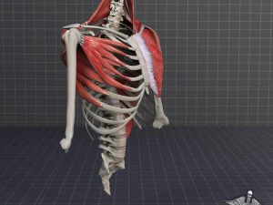 human upper skeletal and connecting muscles 3D Model