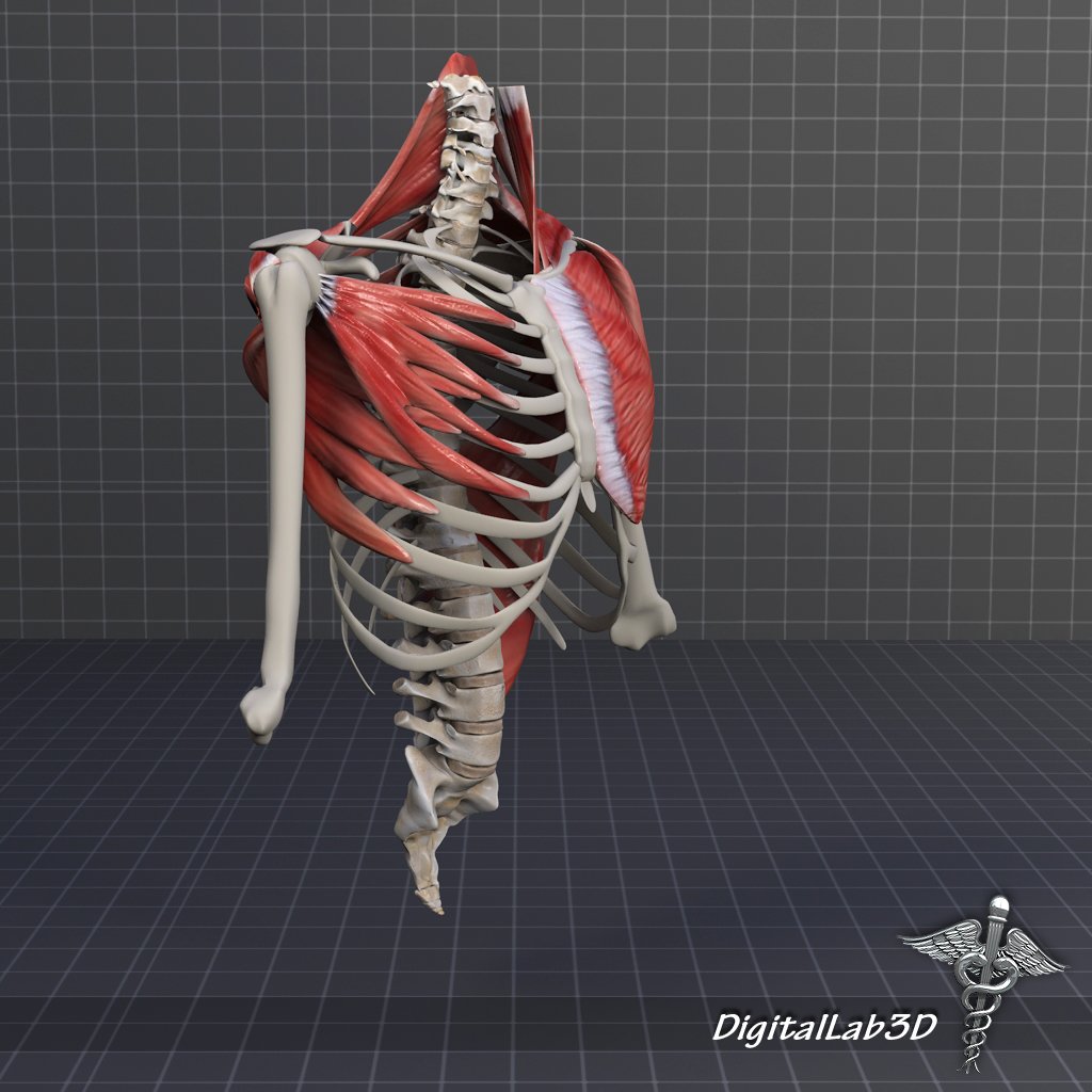 Мышцы 3д модель. Анатомические 3 д панно. Models skeletal connective t muscular arteriar.
