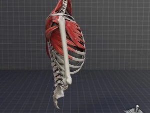 human upper skeletal and connecting muscles 3D Model