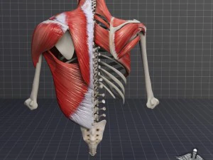 human upper skeletal and connecting muscles 3D Model