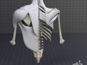 human upper skeletal and connecting muscles 3D Model
