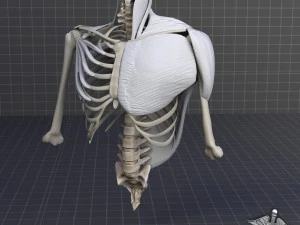 human upper skeletal and connecting muscles 3D Model