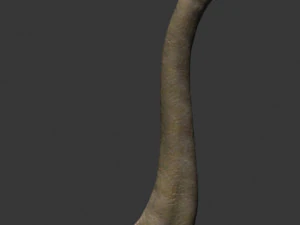 my special dinosaur pack 3D Model