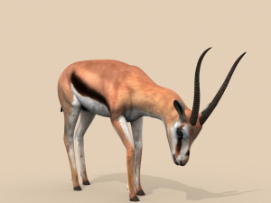pro gazelle 3D Model