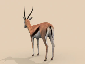 profesjonalna gazela Model 3D