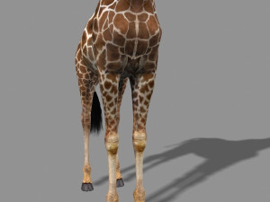 photoreal hd giraffe Model 3D