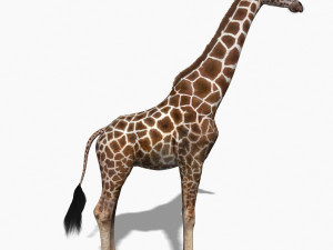 photoreal hd giraffe Model 3D