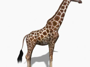 photoreal hd giraffe 3D Model