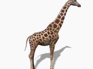 photoreal hd giraffe Model 3D