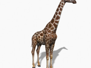 photoreal hd giraffe Model 3D