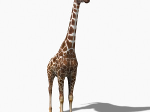 photoreal hd giraffe Model 3D