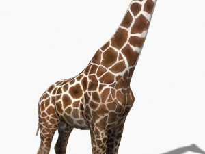 photoreal hd giraffe 3D Model