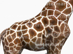 photoreal hd giraffe 3D Model