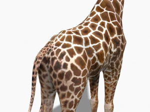 photoreal hd giraffe 3D Model