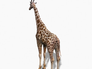 photoreal hd giraffe Model 3D