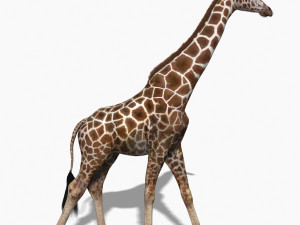 photoreal hd giraffe Model 3D