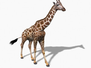 photoreal hd giraffe Model 3D