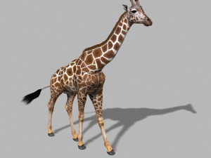 photoreal hd giraffe Model 3D