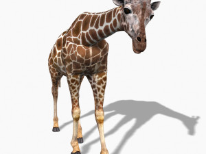 photoreal hd giraffe Model 3D