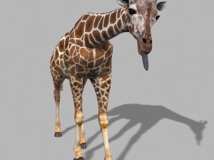 photoreal hd giraffe Model 3D