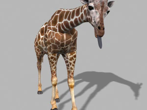 photoreal hd giraffe 3D Model