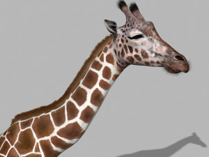 photoreal hd giraffe Model 3D