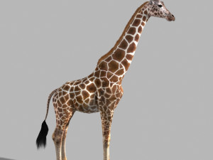 photoreal hd giraffe Model 3D