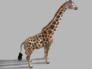 photoreal hd giraffe Model 3D