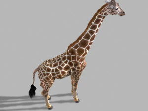 photoreal hd giraffe 3D Model