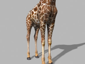 photoreal hd giraffe Model 3D