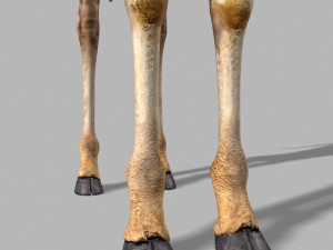 photoreal hd giraffe Model 3D