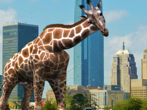 photoreal hd giraffe Model 3D