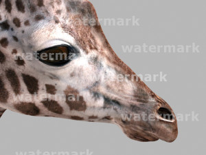 photoreal hd giraffe Model 3D