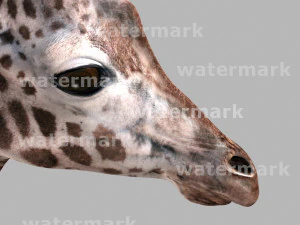 photoreal hd giraffe 3D Model