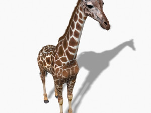photoreal hd giraffe Model 3D