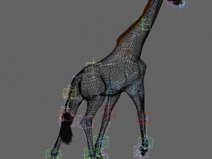 photoreal hd giraffe Model 3D