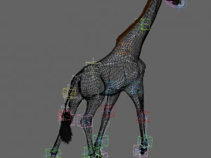 photoreal hd giraffe 3D Model