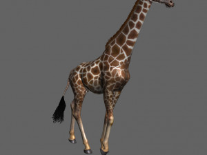 photoreal hd giraffe Model 3D