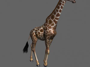 photoreal hd giraffe 3D Model
