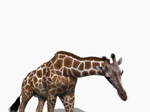 photoreal hd giraffe Model 3D