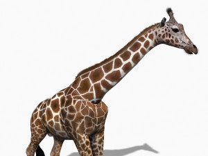photoreal hd giraffe Model 3D
