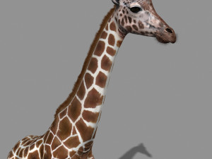 photoreal hd giraffe Model 3D
