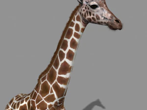 photoreal hd giraffe 3D Model