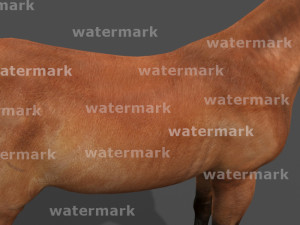 ultimate horse collection Modello 3D