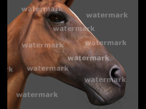 ultimate horse collection Modello 3D