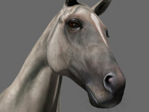 ultimate horse collection Modello 3D