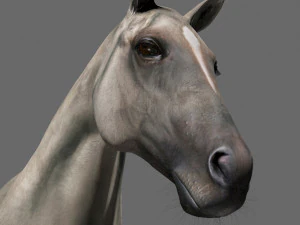 collezione di cavalli definitiva Modello 3D