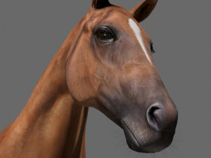 ultimate horse collection Modello 3D