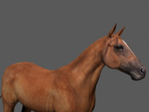 ultimate horse collection Modello 3D