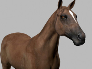 ultimate horse collection Modello 3D